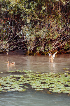 Two mallard ducks paddle near the muddy shoreline of Lake Skadar, one flapping its wings, against a backdrop of overhanging willow branches. Montenegro nature