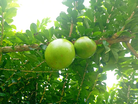 Round green calabash fruits hanging on a tree branch with round fruit nature background green leaves tropical fruit