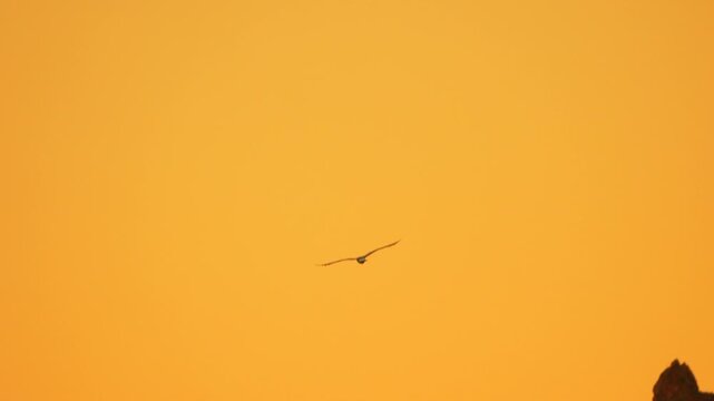 Seagull wings flapping across a vibrant orange sunset backdrop while soaring above the ocean coast. Static wide angle shot.