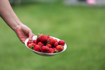 A plate of freshly picked ripe strawberries in a gardener's hand against a green lawn. © fototema