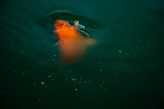 Bright orange koi fish eating pellets on dark green water surface.