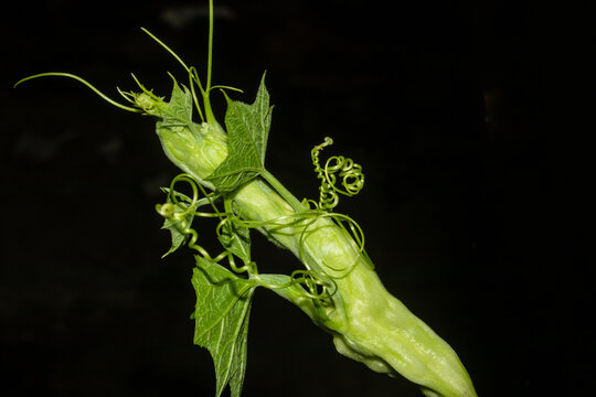 Fresh green vegetable vine tender shoot with curls isolated close.