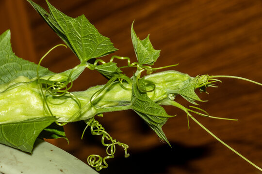 Green luffa plant growing vine with curly tendrils and lush leaves.