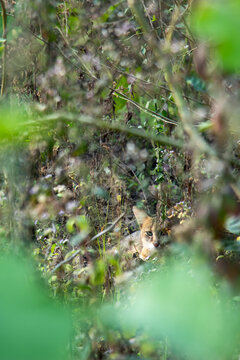 Jungle cat hidden among dense foliage in wild forest surroundings.