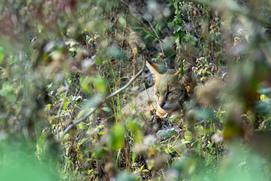 Jungle cat sleeping inside lush wilderness plants during daytime.