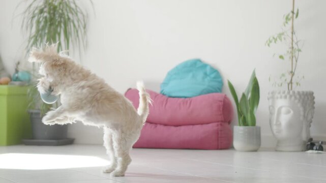 Slow motion shot of a small cute dog joyfully jumping to catch a ball at home