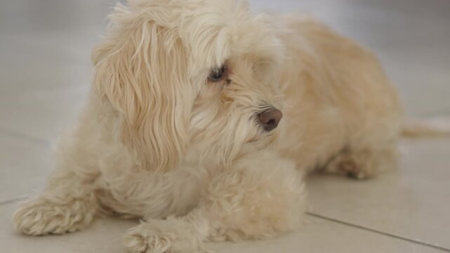 Small cute poodle mix dog lying on the floor at home, looking around with a calm expression