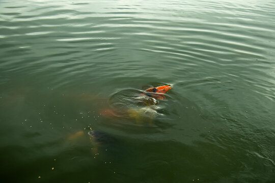 Multiple colorful koi fish competing for food in dark pond water.