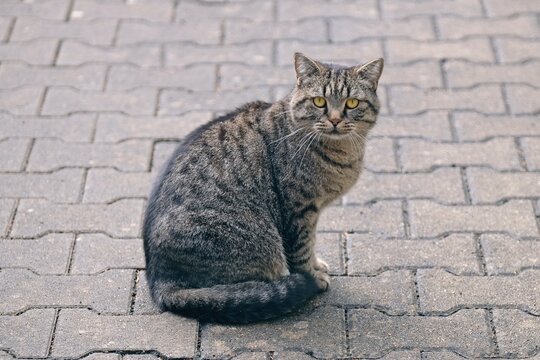 Beautiful Tabby cat sitting in the backyard and looks  displeased  to the camera.  