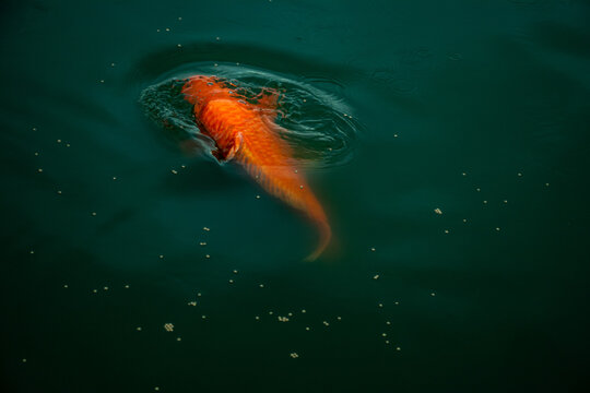 Orange koi carp swimming through dark water with floating pellets.