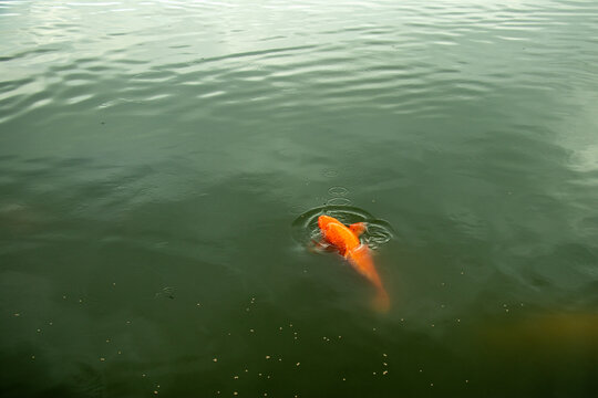 Orange koi fish swimming in green murky water surface with ripples.