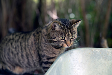 cat, nacka,sweden,sverige,stockholm,summer © Mats