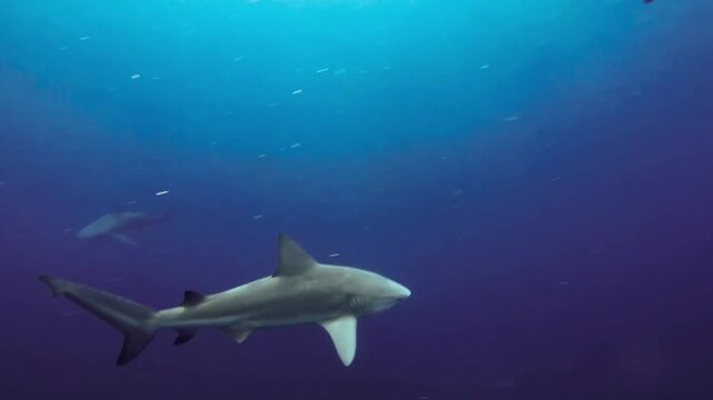 shark approaching scuba divers / scuba diver taking photos of shark / close encounter with shark