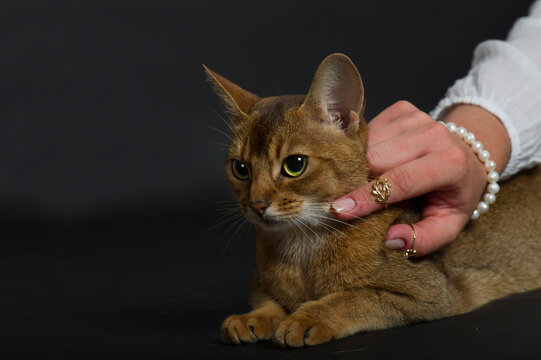 Frau streichelt eine Abessinier Katze