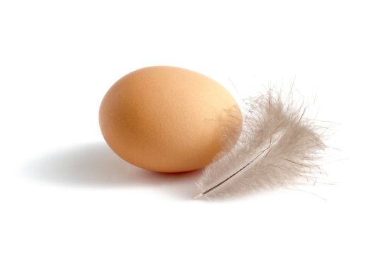 On a white background lies one egg with a chicken feather.