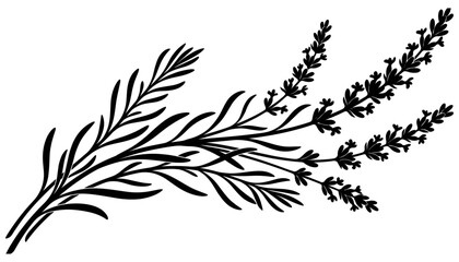 Fototapeta premium Lavender sprig silhouette displays a botanical illustration on a white background