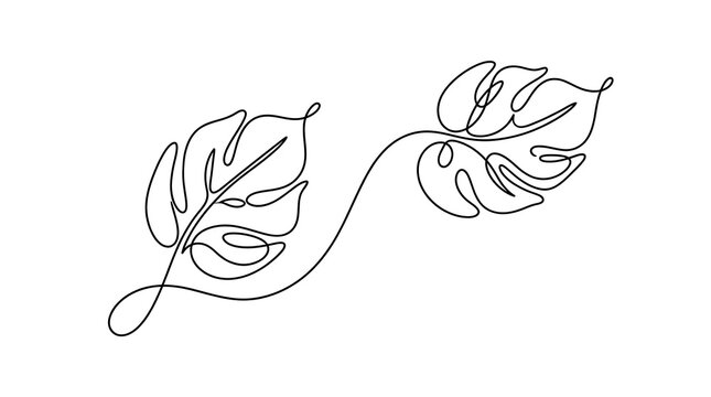 Continuous single line drawing of two tropical monstera leaves with monstera minimalist continuous tropical botanical