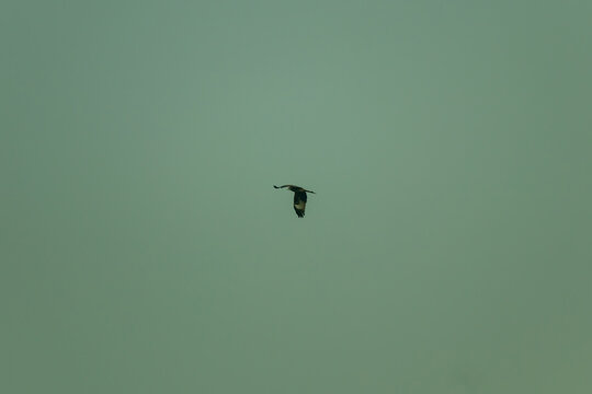 Soaring wild bird flying across expansive pale green sky landscape.