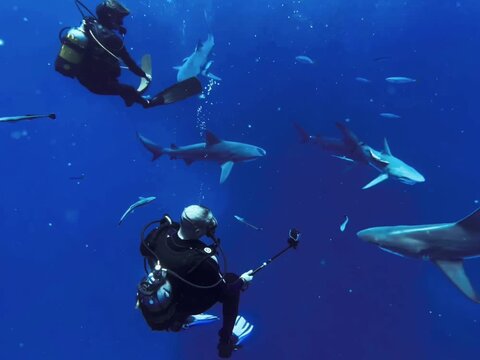 scuba divers surrounded by sharks / close encounter with sharks / divers taking photos of sharks 