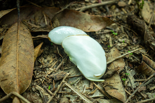 White seed sits upon brown dried fallen autumn leaves on ground floor.