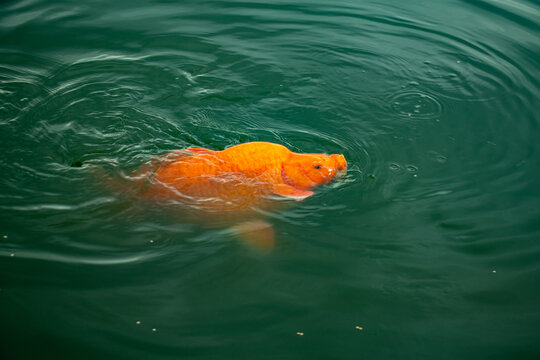 Vibrant orange koi fish swimming through clear dark pond ripples.