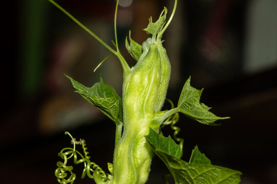 Young green luffa plant vine with curly tendrils and lush foliage.