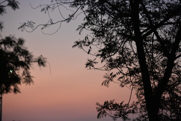 Fototapeta premium Artistic silhouette images from nature, plants, and trees