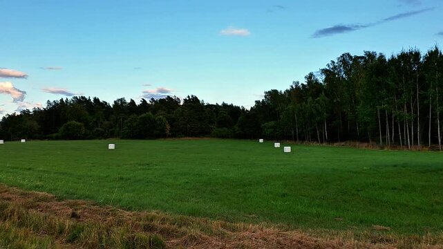 Hay bales wrapped in plastic film scattered across a green agricultural field near a forest edge under a blue evening sky, showing rural farming landscape and fodder storage.