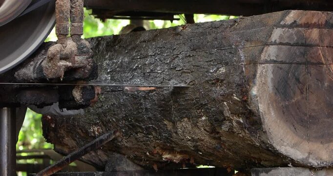 Large tree trunk being cut and processed for timber, illustrating logging, sawmill operations, wood production, forestry, natural resource use and environmental impact.