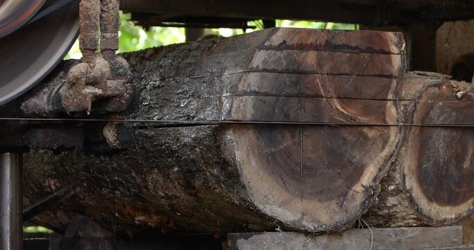 Large tree trunk being cut and processed for timber, illustrating logging, sawmill operations, wood production, forestry, natural resource use and environmental impact.