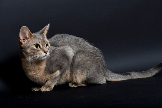 Portr&auml;t einer blauen Abessinier Katze
