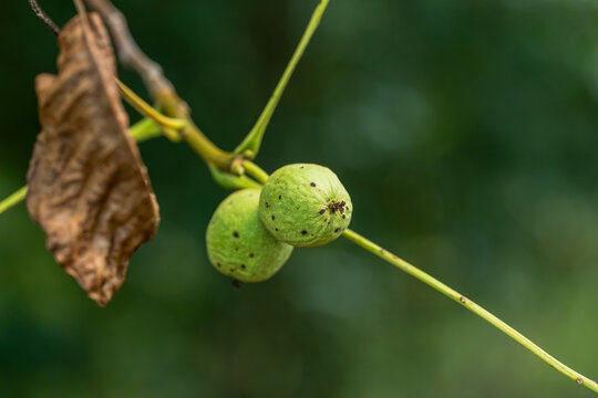 Green walnuts growing on tree branch in natural environment