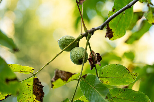 Green walnuts growing on tree branch in natural environment
