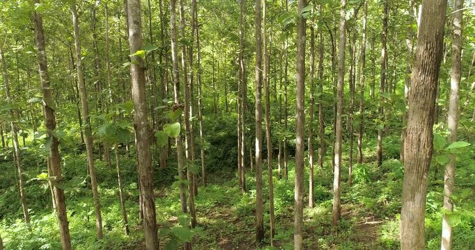 Aerial drone view of a lush tropical forest, showcasing healthy biodiversity, thriving ecosystems, natural vegetation and pristine wilderness for environmental conservation.