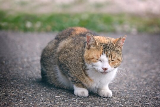 Sad stray cat is sitting in the backyard with eyes closed. Horizontal image with selective focus. 