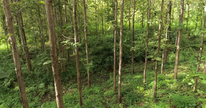 Aerial drone view of a lush tropical forest, showcasing healthy biodiversity, thriving ecosystems, natural vegetation and pristine wilderness for environmental conservation.