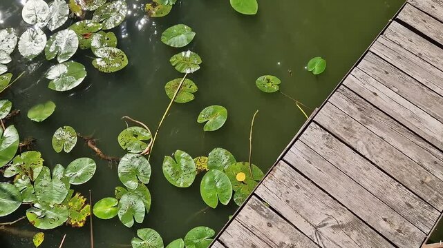 Top view of an old wooden pier passing over a pond. Wooden bridge over lake water with water lilies. Natural background with wooden decking and pond plants. Minimalistic natural background