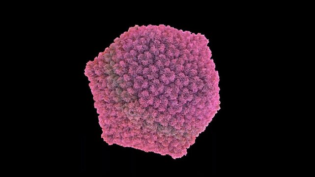 3D structure of Sputnik virophage parasitic virus infecting Mimivirus, replication-dependent satellite virus primarily for studies of virophage mechanisms giant virus co-infection rotate animation.