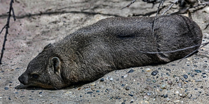 Rock hyrax on the ground. Latin name - Procavia capensis	