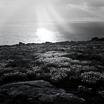 Crepuscular rays over a meadow by the ocean