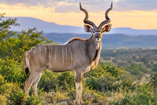 Majestic Antelope Standing in Golden Savanna at Sunset