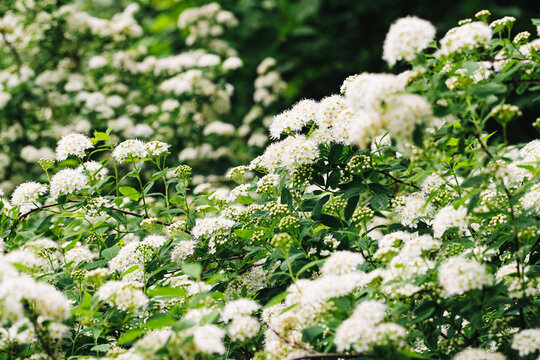 Clusters of small white flowers among dense green foliage in a garden background. Flowering shrub branches and fresh leaves for spring nature gardening botanical and seasonal plant themes.