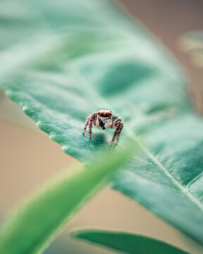 The jumping spider is cute