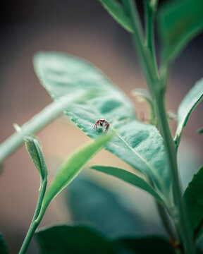 The jumping spider is cute