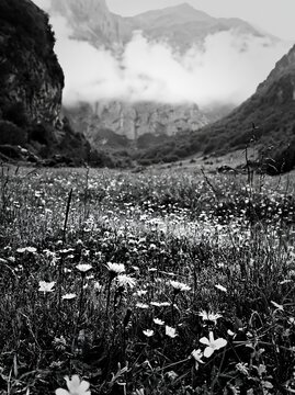Meadow with dew and flowers in a mountain valley