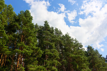 Towering lush pine trees stretching towards a brilliant blue sky with soft white clouds, capturing the serene and refreshing atmosphere of a vibrant sunlit forest landscape © PhotoChur