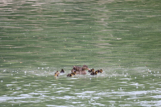 Parc de Sceaux Female Mallard duck and ducklings 