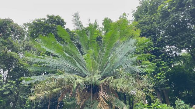 Large Sago Palm Cycas Pectinata Shrub in Tropical Forest Garden