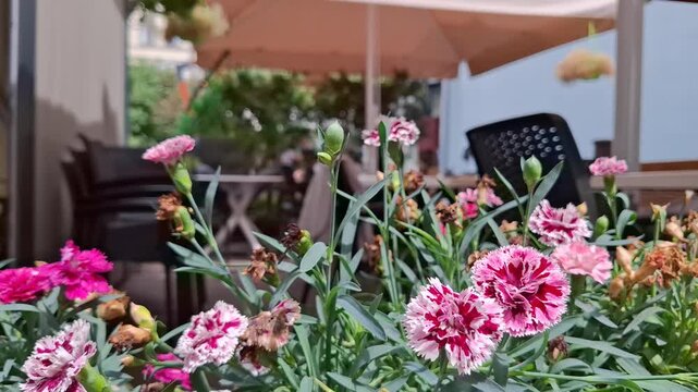 Many fresh pink and white carnation flowers grow outdoors in a pot at a street cafe terrace, beautiful summer garden decorations, outdoor restaurant patio dining, floral botany backgrounds.
