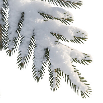 Heavy snowy  branch close up view  isolated on transparent background